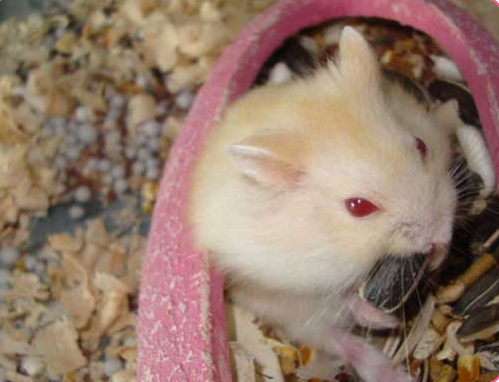 Hamster VC thái 