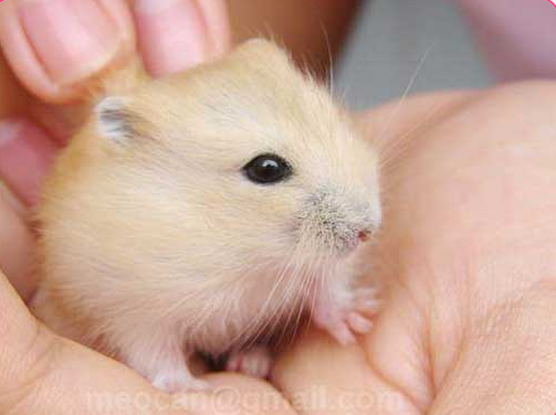 Hamster VC mắt đen