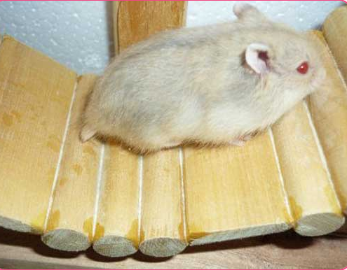 Hamster Trà Sữa 