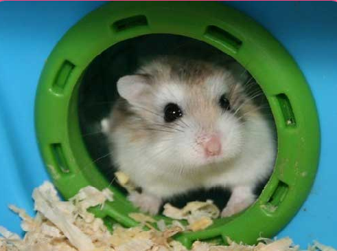 Hamster Robo Mặt Nâu 