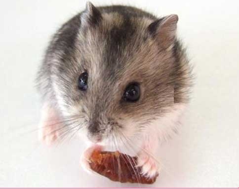 Hamster Ww Sóc 