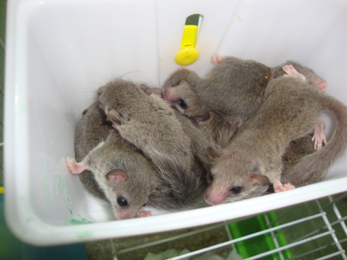 Dormouse ( Sóc Mini ) 