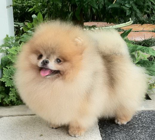 Pomeranian (Phốc Sóc) 