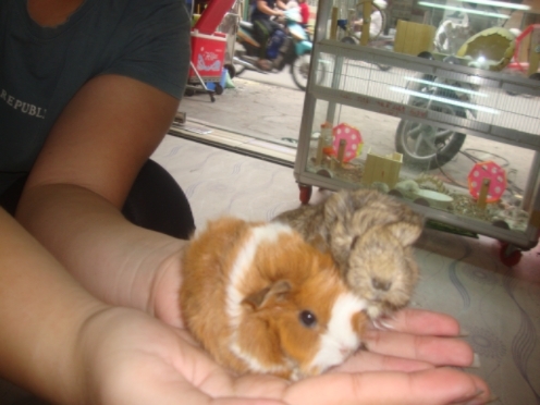 Bọ Aby Thailand 